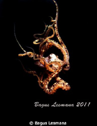 Mimic Octopus Dancing by Bagus Lesmana 